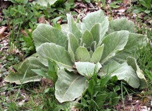 Common_Mullein