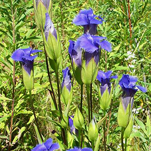 Fringed Gentian